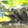 グアム・ココス島で出会った鳥たち。カラスモドキ